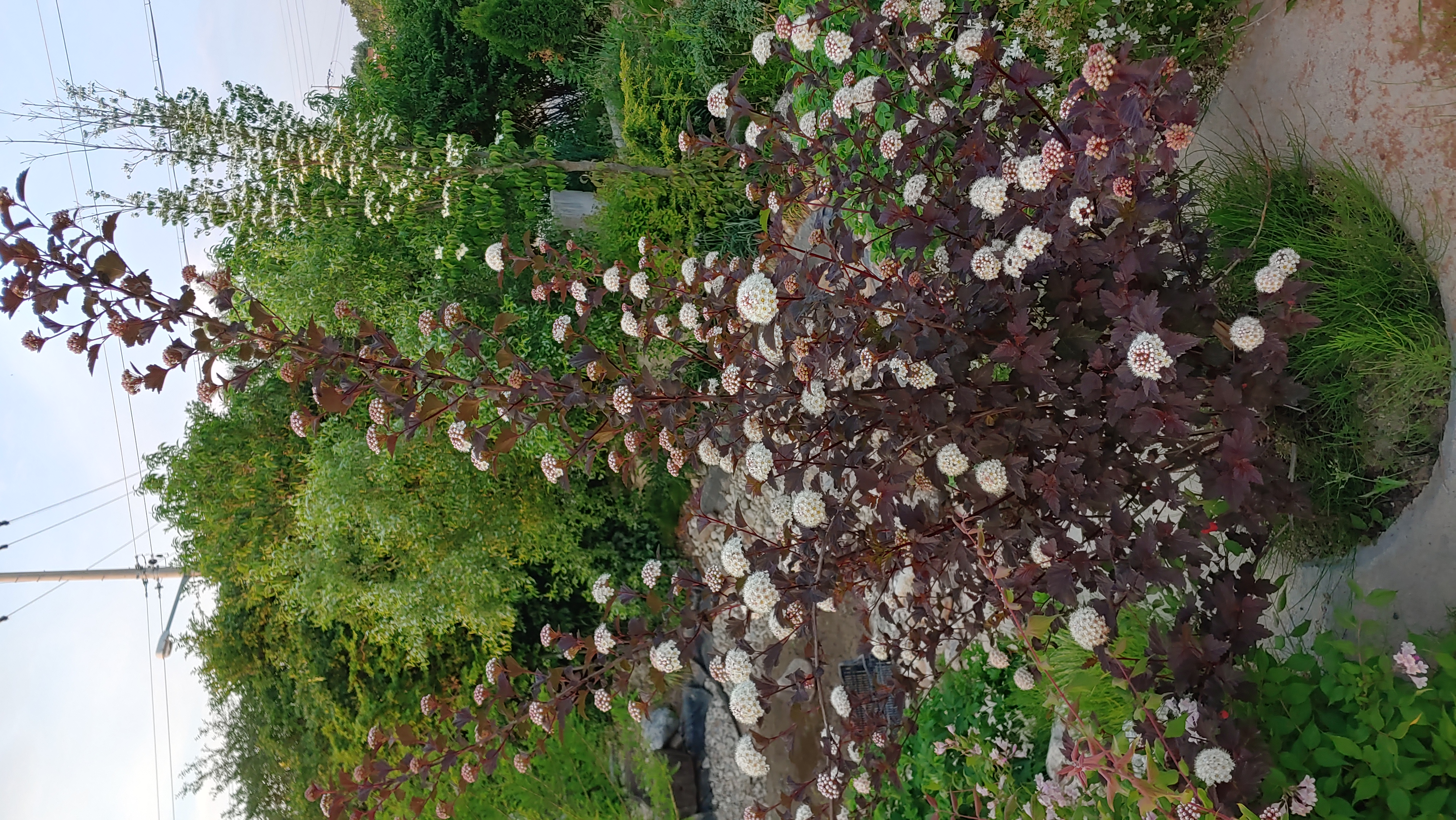 Physocarpus opulifolius 'Diabolo'